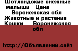 Шотландские снежные малыши › Цена ­ 5 000 - Воронежская обл. Животные и растения » Кошки   . Воронежская обл.